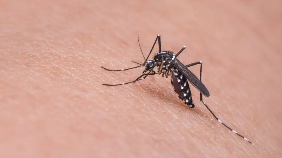 Dengue é transmitida pelo mosquito Aedes aegypti e pode evoluir para quadros graves de saúde Banco de imagens/Pixabay