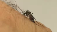 A ministra da Saúde, Nísia Trindade, anunciou via redes sociais nesta quinta-feira (18) a ampliação da vacina da dengue na rede pública diante da […]