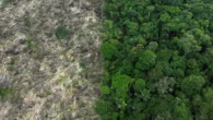É o que mostra a Coleção 10 de mapas anuais do MapBioma
